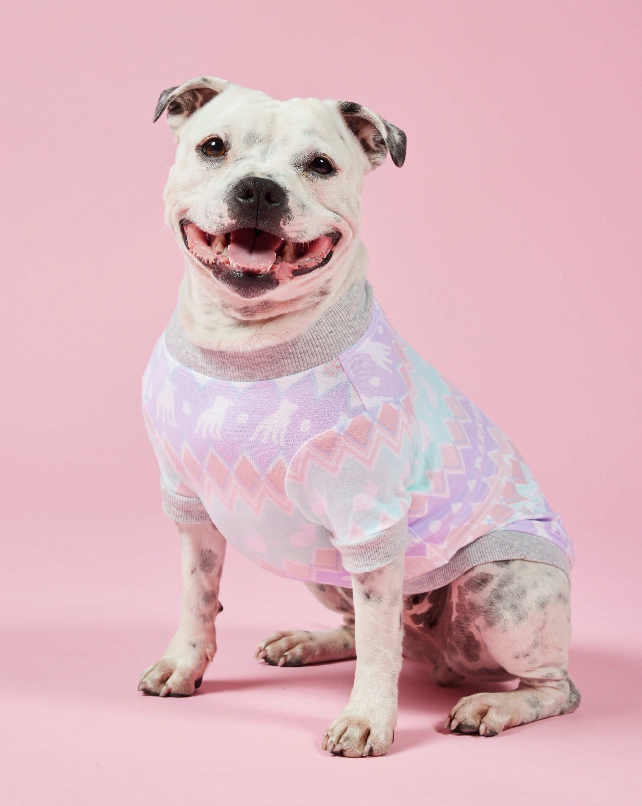 A staffy wearing Darren and Phillip match your dog Easter pyjamas.