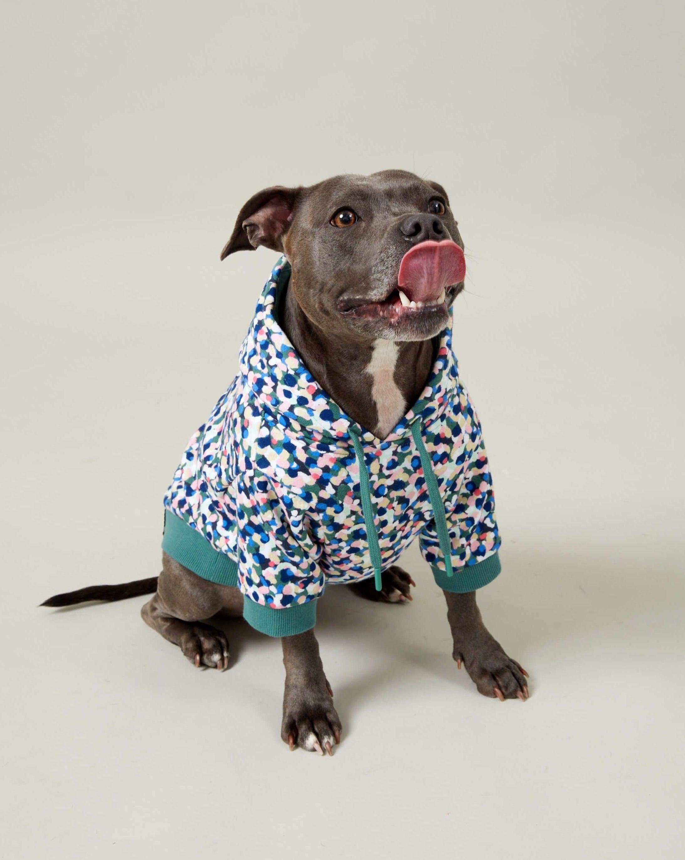 A staffy wearing a dog hoodie from Darren and Phillip.