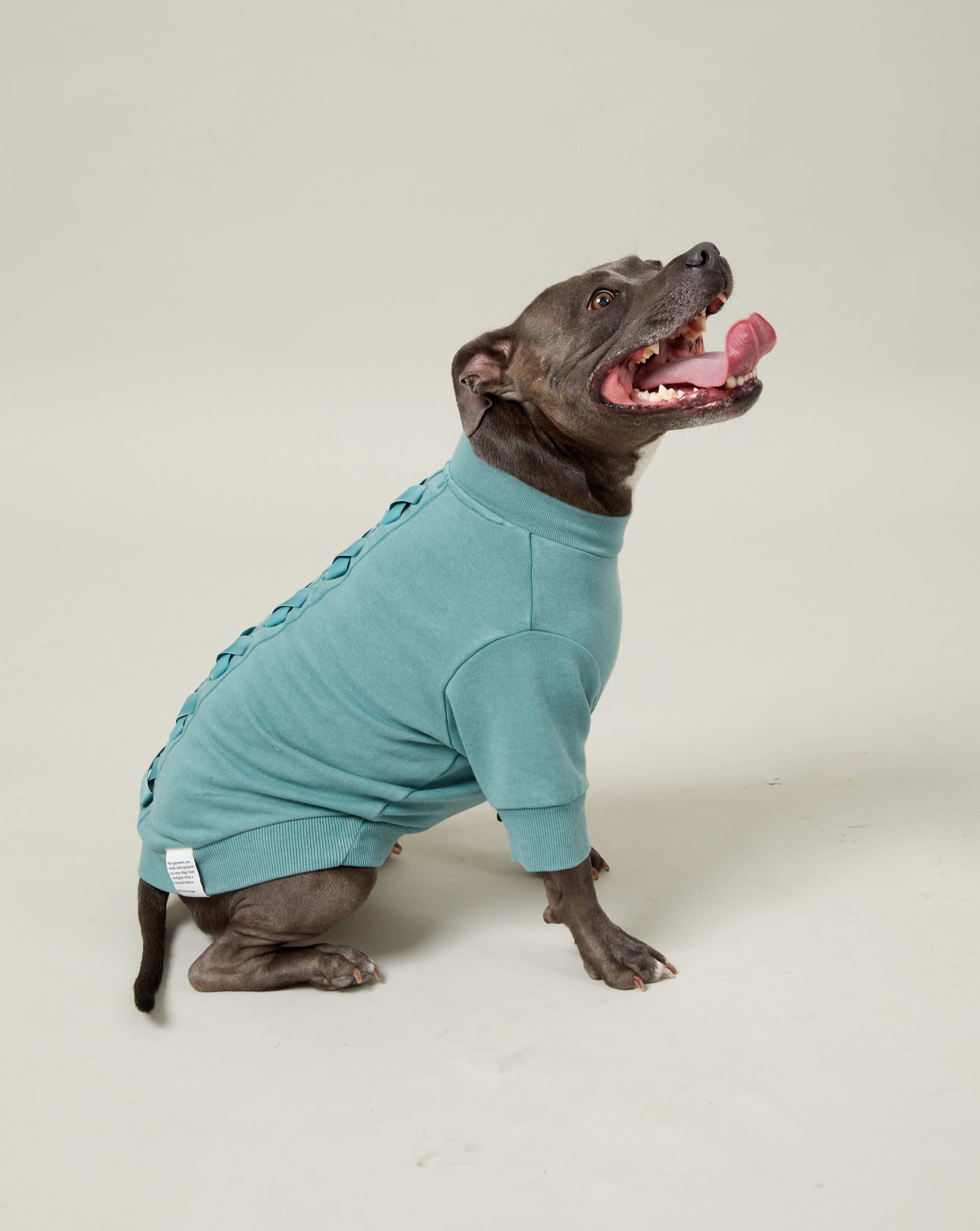 A staffy wearing a green dog jumper from Darren and Phillip.