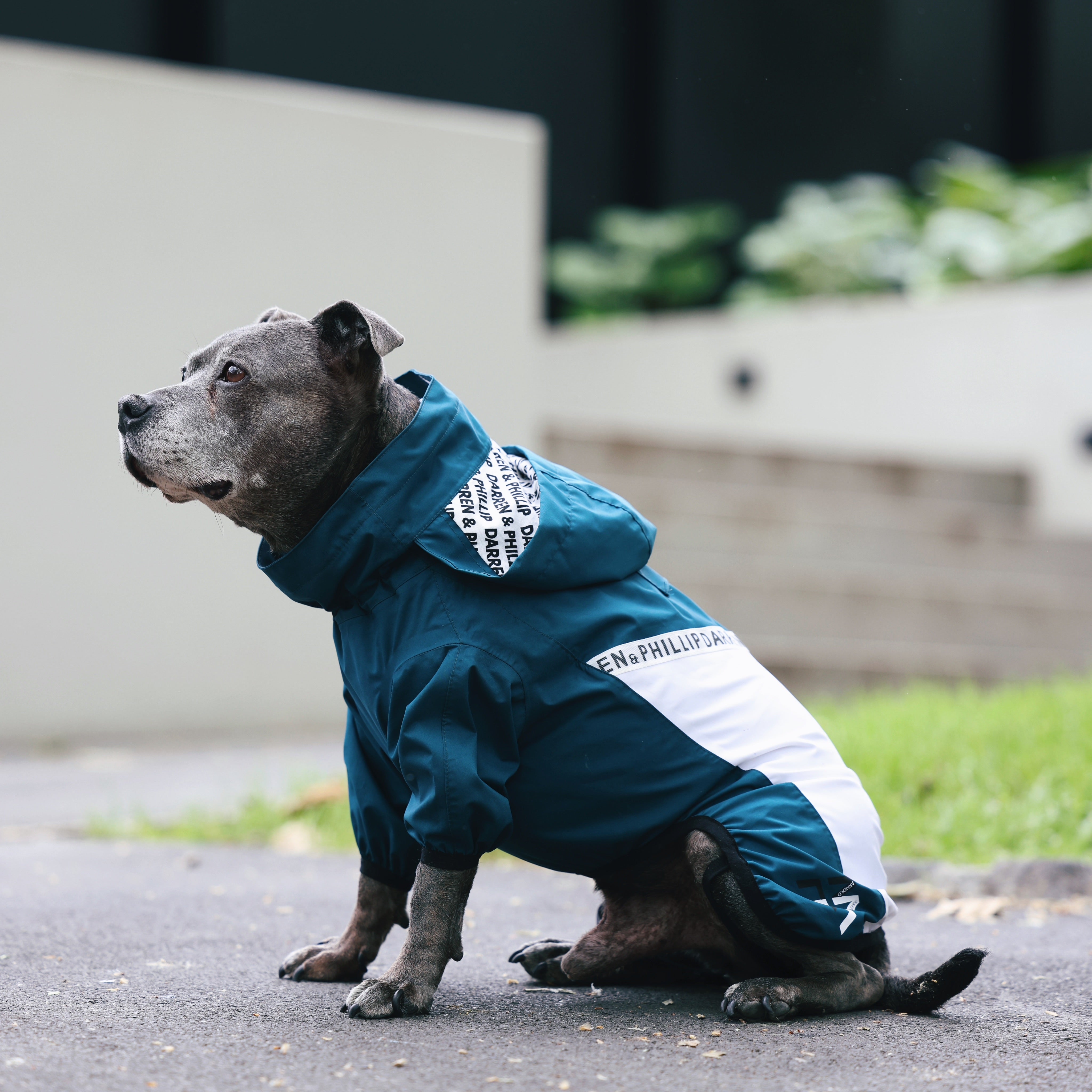 Bergen Cloudburst Dog Raincoat